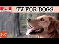 Download Lagu 🔴[LIVE] Dog Music🎵🐶Calming Music for Dogs🐶💖Separation Anxiety Relief🦮Relaxing Music for Sleep🔴18