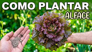 Como Plantar Alfaces das Próprias Sementes