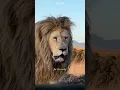 Download Lagu The White Lion. The Majestic King of the Wild. #whitelion #lion #animals