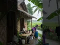 Download Lagu menikmati suasana hujan deras dan alam pedesaan tenang  #nature #relaksasi #hujanderas #asmr