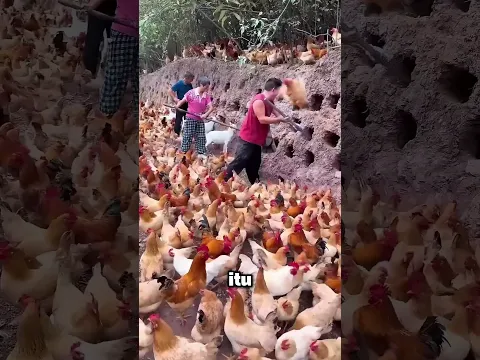 Kandang Ayam dari TANAH⁉️