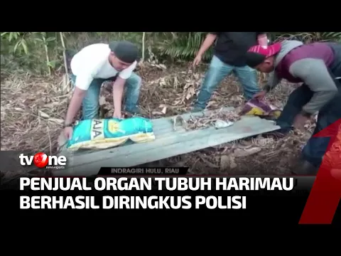 Pelaku Penjual Organ Tubuh Harimau Ditangkap Polisi serta Barang Bukti
