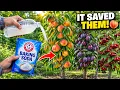 Baking Soda Saves Dying Peach Plum Cherry Trees From Disease and Yellow Leaves Instantly