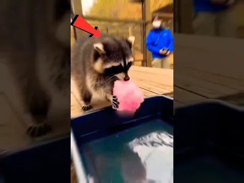 ليه الراكون ديما بيغسل أيده بالمياه