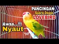 Lagu Pancingan Dasar Suara Lovebird Paud Balibu Gacor Ampuh Bikin Nyaut Burung Lovebird Lain