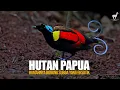 Download Lagu Hutan Papua: Rumah Burung Surga dan Fauna yang Eksotik