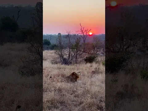 Male Lion Calls at Sunrise!
