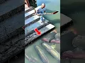 Download Lagu TIDAK PUNYA JARING‼️Tangkap ikan besar cuma pakai sekop. #fish #bigfish #shorts