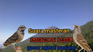 suara masteran blackthroat durasi ngeroll panjang 