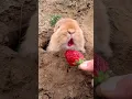 Lagu Big-faced rabbit eating strawberries Cute pet debut plan Rabbit Rural cute pet