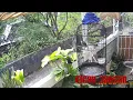 Download Lagu MUTER SUARA/VIDIO INI BEBAS ROYALTI! BURUNG CIBLEK GUNUNG MASTERAN