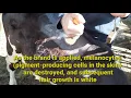 Identification Systems in Animal Production Cattle Branding Freeze Branding