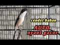 Lagu BURUNG CENDET GACOR || pancingan cendet bahan agar nyaut gacor