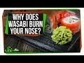 Why Does Wasabi Burn Your Nose