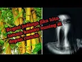 Download Lagu 4 FAKTA BAMBU KUNING DI DEPAN RUMAH #misteri #mitos #viral