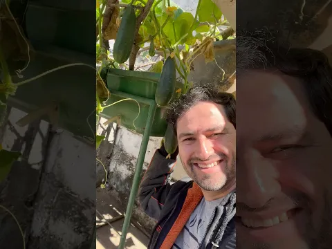 ESSE PEPINO É O MAIS PRODUTIVO EM VASO