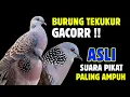 Download Lagu Suara Tekukur Gacor Juara Memanggil Lawan Agar Bunyi | Tekukur Lestari