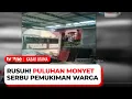 Download Lagu Diduga Karena Kelaparan, Puluhan Monyet Liar Masuk Permukiman Warga di Banjar | Kabar Utama tvOne