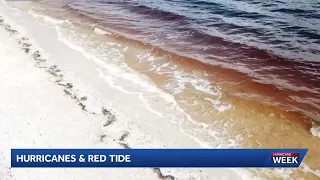 Seeing Red Study shows hurricanes may enhance red tide