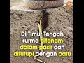 Download Lagu PELAJARAN DARI POHON KURMA