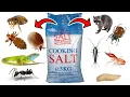 Download Lagu How To Get Rid of PESTS With SALT - Ants, Fleas, Lice, Ticks, Lizards, Maggots, Termites, Raccoons..