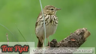 Download Tree Pipit  Bird|Tree Pipit Habitan Alam Liar MP3