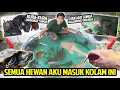 Download Lagu SEMUA HEWAN DI KOLAM AKU MASUKIN KESINI! KURAS KOLAM SEBERSIH-BERSIHNYA! SEMUA DI EVAKUASI DISINI!