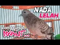Download Lagu Suara PANGGILAN PERKUTUT  LOKAL GACOR nada lelah, pancingan dan pikat suara besar.