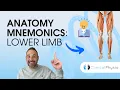 Learn Anatomy Lower Limb Anatomy Mnemonics and Memory Aids Anatomy Made Easy