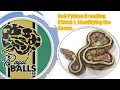 Breeding Ball Pythons Clutch1 Identifying the Genes