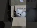 Download Lagu yaaruda athu palla kaamikarathu #persia#kitten