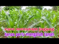 Download Lagu cara tanam jagung tanpa olah tanah // cara menanam jagung supaya tumbuh subur tanpa olah tanah TOT