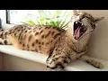 Download Lagu 5 Reasons for NOT OWNING a F2 Savannah cat