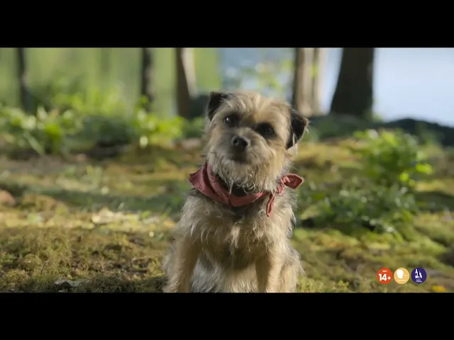 Doggy Style | Shrooms