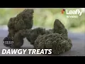 Dawgy Treats by Hydrus Hydroponics - Leafly Reviews