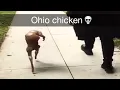 Download Lagu Ohio Chicken 💀