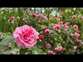 The Grand Garden Tour of Roses 2025