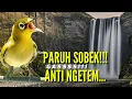 Lagu Pleci nembak tanpa nafas | pas buat mastering
