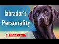 Labrador s personality