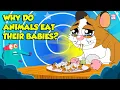 Download Lagu Strangest Animal Fact | Why Do Animals Eat Their Babies? | Filial Cannibalism | Dr. Binocs Show