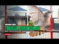 Lagu Suara Burung TRUCUKAN gacor TARUNG ROPEL PANJANG pancingan trucukan agar JADI trucuk gacor EMOSI