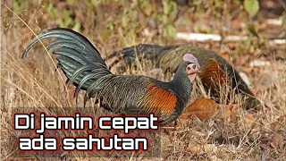 Download Pikat Kokok ayam hutan hijau jantan.di jamin gacor!!! MP3