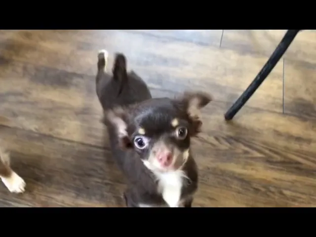 動画