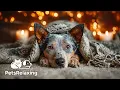 Australian Cattle Dog Relaxing Music Calm Stress Relief Music for Dogs