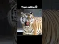 Download Lagu Predators roar ☠️  , cheetah | Lynx | Jaguar | Lion | Tiger