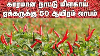 Download ஏக்கருக்கு 50 ஆயிரம் லாபம் தரும் நாட்டு மிளகாய்! MP3