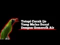 Download Lagu TERAPI CUCAK IJO GEMERCIK AIR