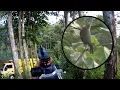 Download Lagu Berburu Ayam Hutan. Shot dari Pinggir jalan raya 😅