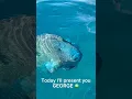 Download Lagu Life recently p26 #shorts #sea #freedom