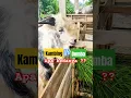 Download Lagu Yuk kita bahas apa perbedaan kambing dengan Domba #shorts #fyp #viral #reels